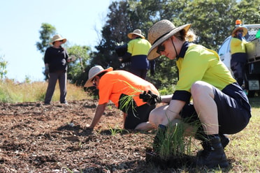 Blackbutt planting day
