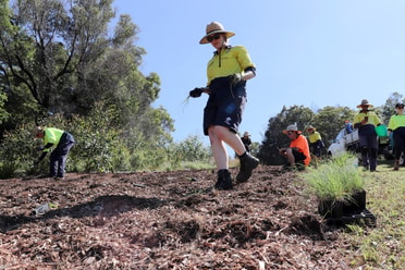 Blackbutt planting day