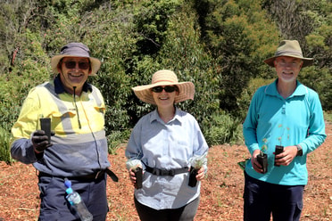 Blackbutt planting day