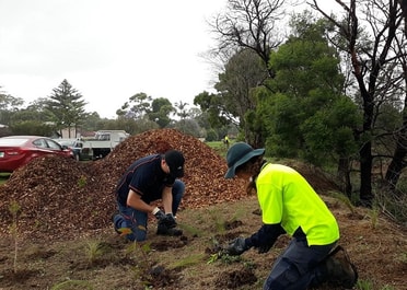 Figtree planting day