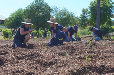 Raworth Planting