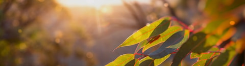 Eucalyptus leaves shining in the sunlight