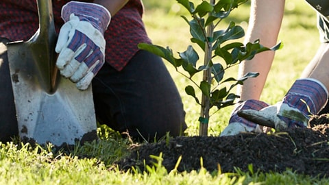 Heaton Park Planting 