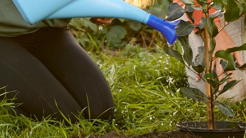 A person watering a small tree
