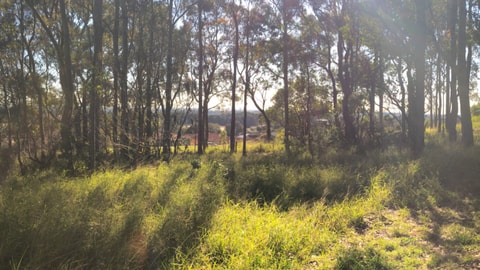 Mayfield West forest