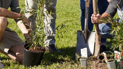 Berkeley Planting