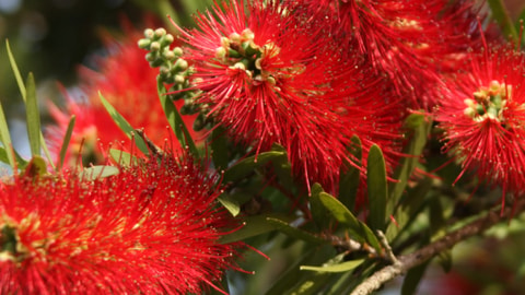 Port Stephens Planting Project - Growing Greater Together