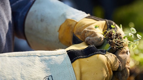 Warners Bay Planting Project - Growing Greater Together