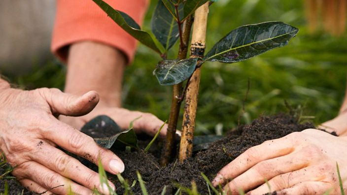 Cockle Creek planting