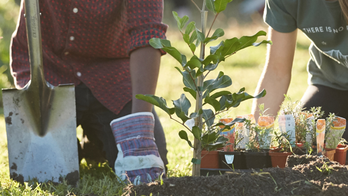 Figtree Oval Planting