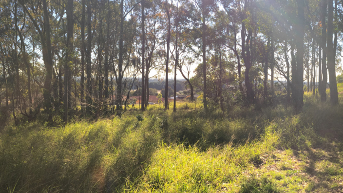 Mayfield West forest