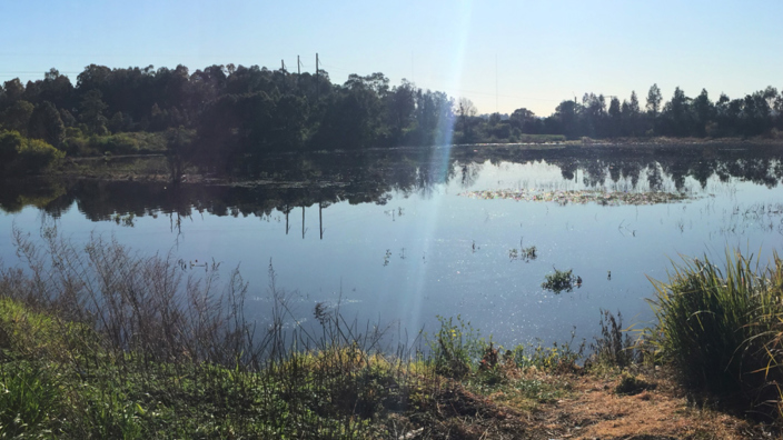 Wallsend Wetland