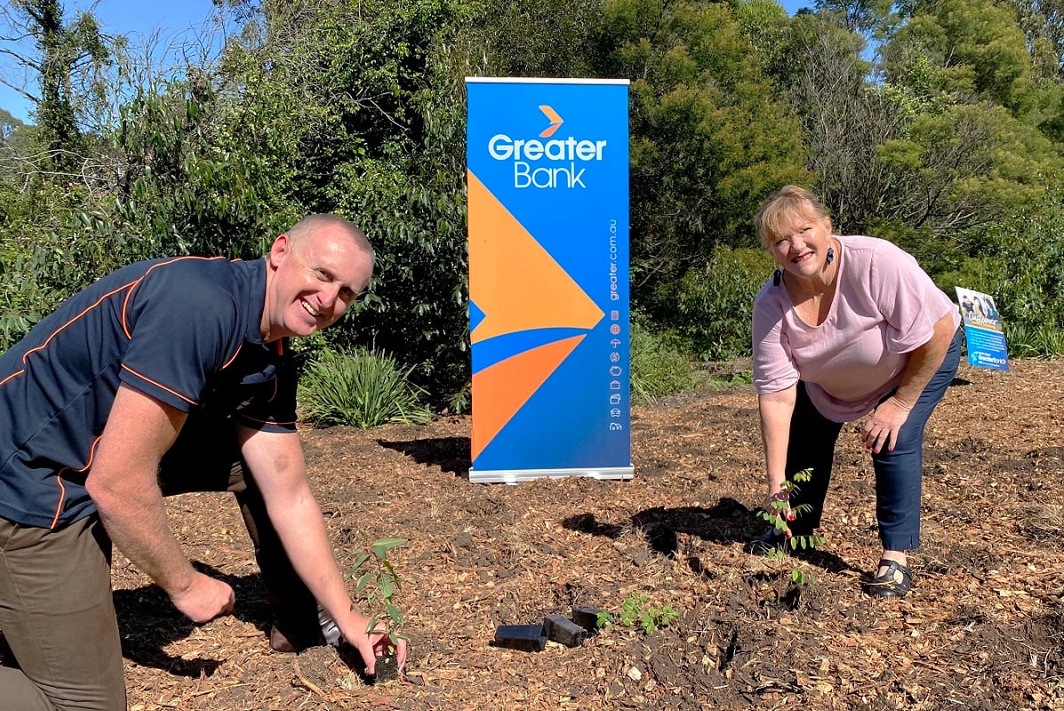 Blackbutt planting day