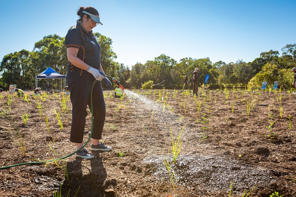Cockle Creek Planting Day