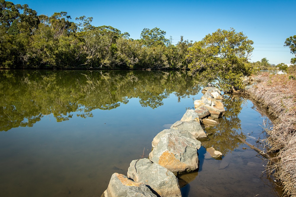 Cockle Creek Planting Day