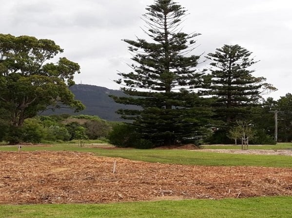 Fairy Meadow planting day