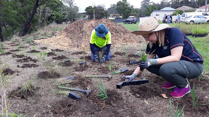 Figtree planting day