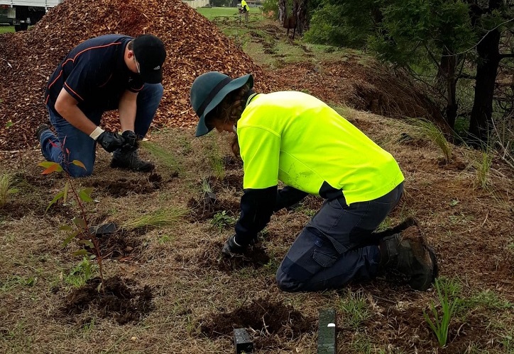 Figtree planting day