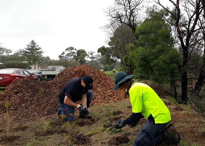 Figtree planting day