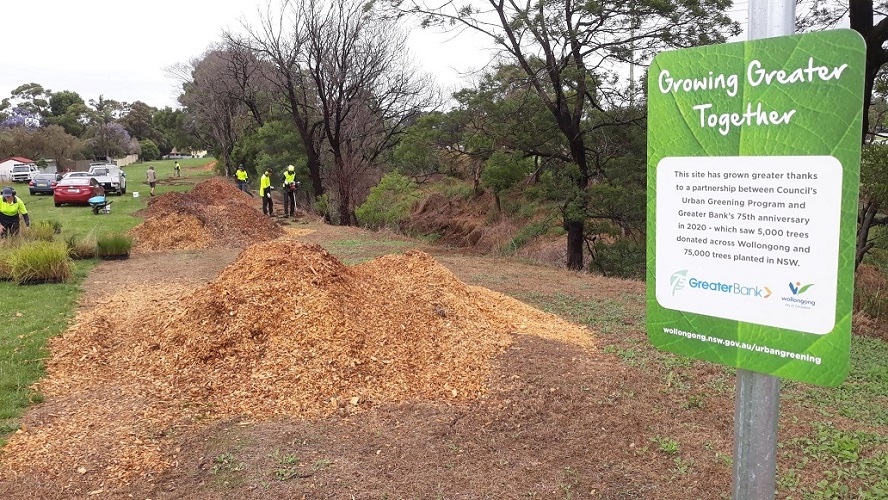 Figtree planting day