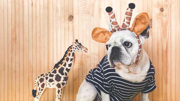 Giraffe and dog